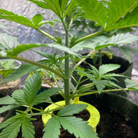 Pineapple Larry OG  growlog timeline photo