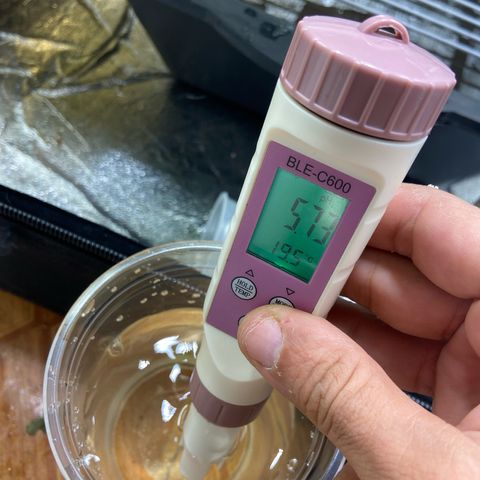 mokum's tulip 02> growlog timeline photo