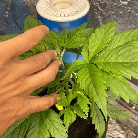 mokum's tulip growlog timeline photo