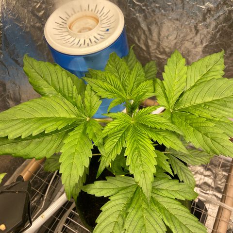 mokum's tulip growlog timeline photo
