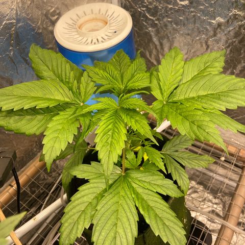 mokum's tulip growlog timeline photo