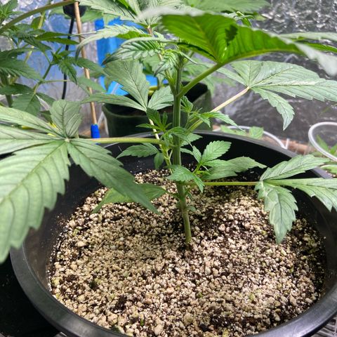 TDH 01 growlog timeline photo