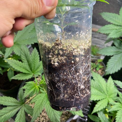 TDH 02 growlog timeline photo