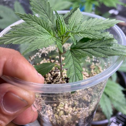 TDH 02 growlog timeline photo