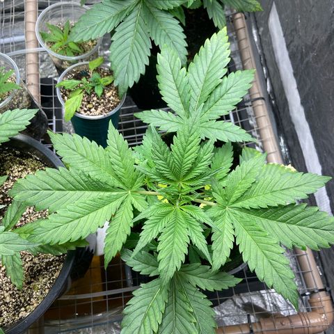 Pineapple Larry OG  growlog timeline photo
