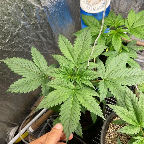 Super Lemon Haze growlog timeline photo