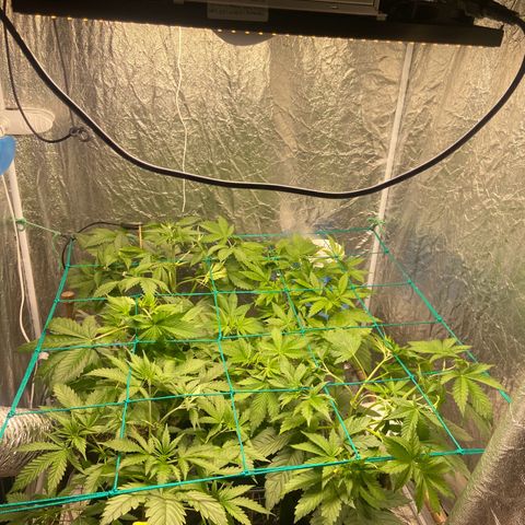 Pineapple Larry OG  growlog timeline photo