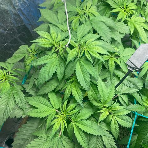 Super Lemon Haze growlog timeline photo