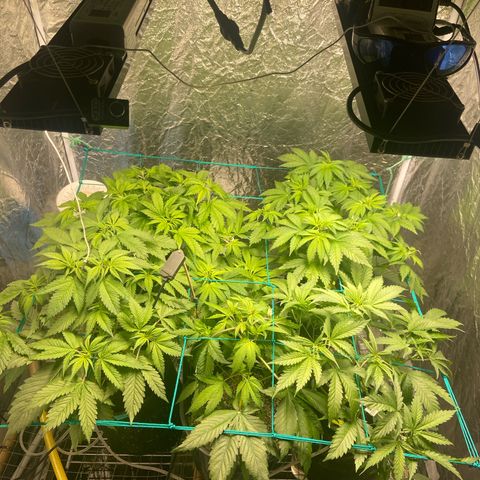 Pineapple Larry OG  growlog timeline photo