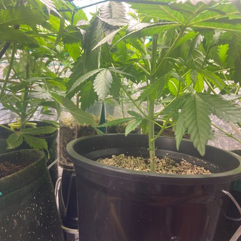 Pineapple Larry OG  growlog timeline photo