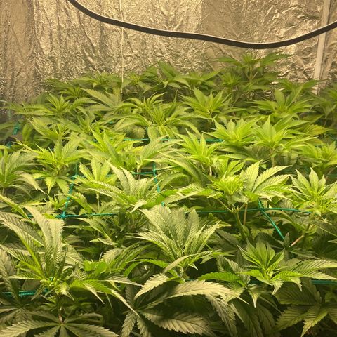 Pineapple Larry OG  growlog timeline photo