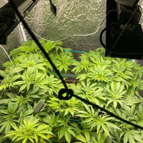 Pineapple Larry OG  growlog timeline photo