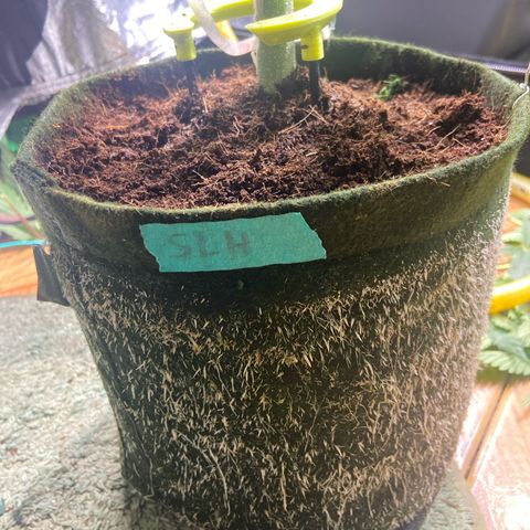 Super Lemon Haze growlog timeline photo