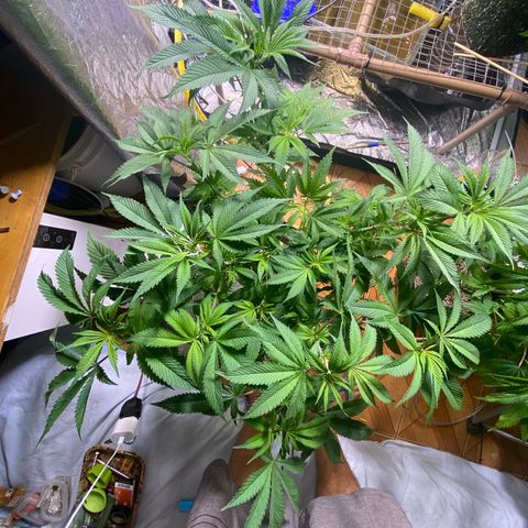 Super Lemon Haze growlog timeline photo