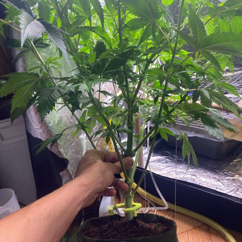 Super Lemon Haze growlog timeline photo