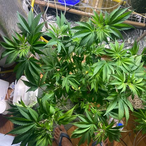 mokum's tulip growlog timeline photo