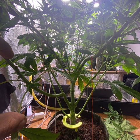 mokum's tulip growlog timeline photo