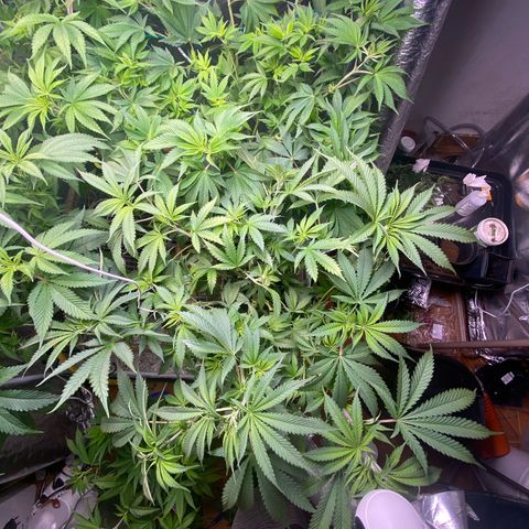 Pineapple Larry OG  growlog timeline photo