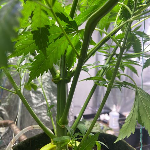Pineapple Larry OG  growlog timeline photo
