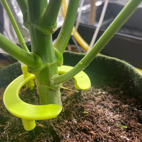 mokum's tulip growlog timeline photo