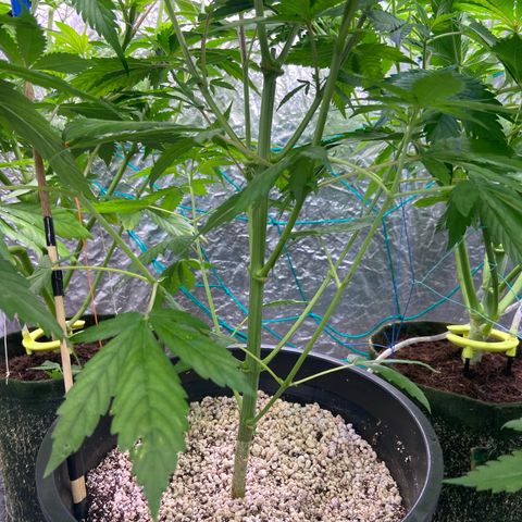 TDH 01 growlog timeline photo