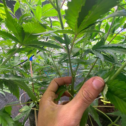 TDH 01 growlog timeline photo