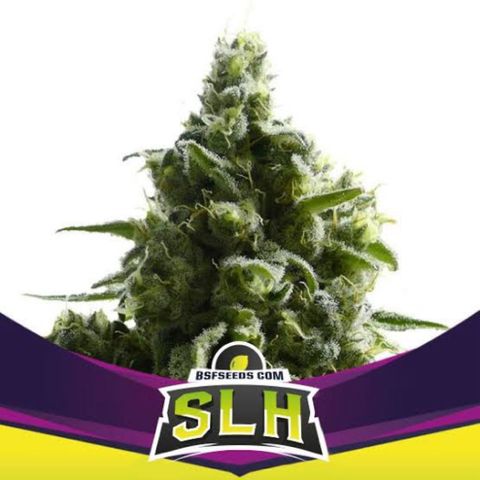 Super Lemon Haze growlog timeline photo