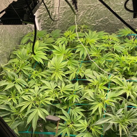 Pineapple Larry OG  growlog timeline photo