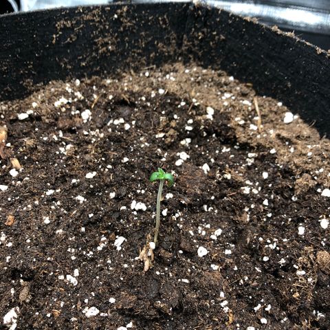 Helga growlog timeline photo