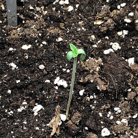 Helga growlog timeline photo