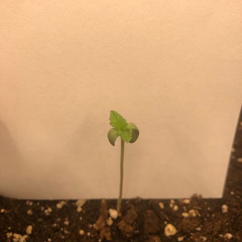 Helga growlog timeline photo