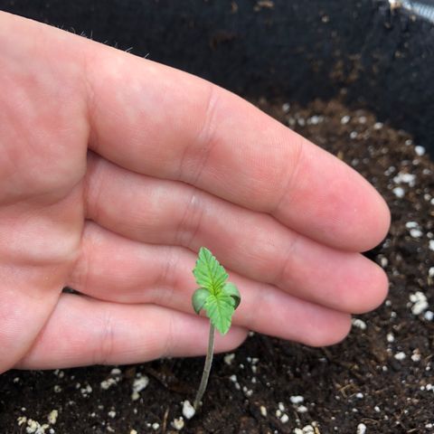 Helga growlog timeline photo