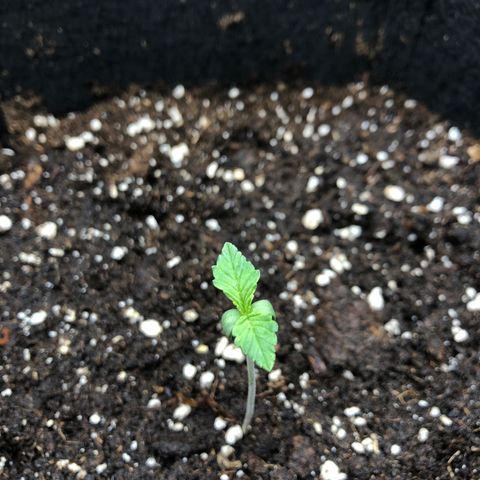 Helga growlog timeline photo