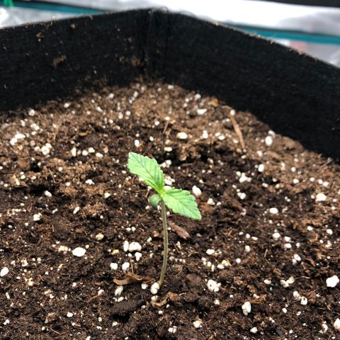 Helga growlog timeline photo