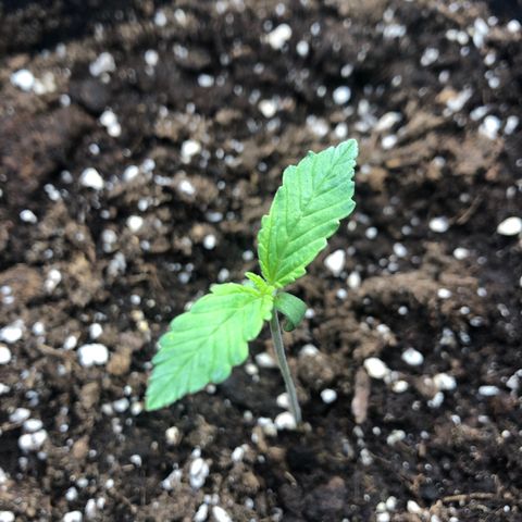 Helga growlog timeline photo