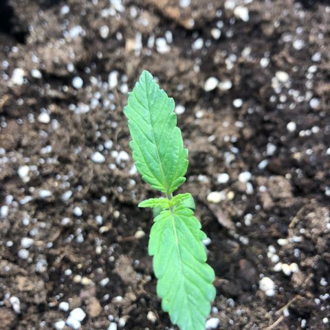 Helga growlog timeline photo