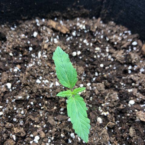 Helga growlog timeline photo