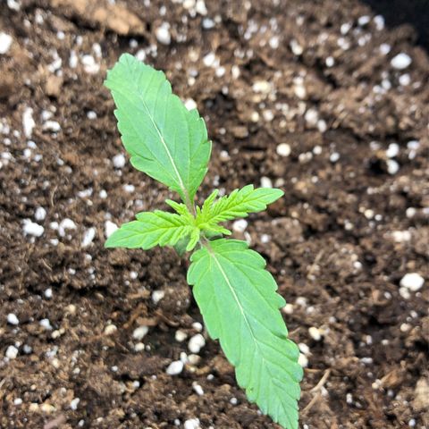 Helga growlog timeline photo