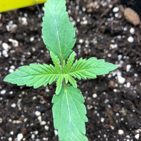 Helga growlog timeline photo