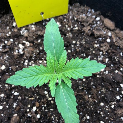 Helga growlog timeline photo