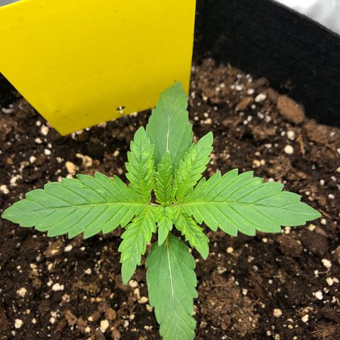 Helga growlog timeline photo