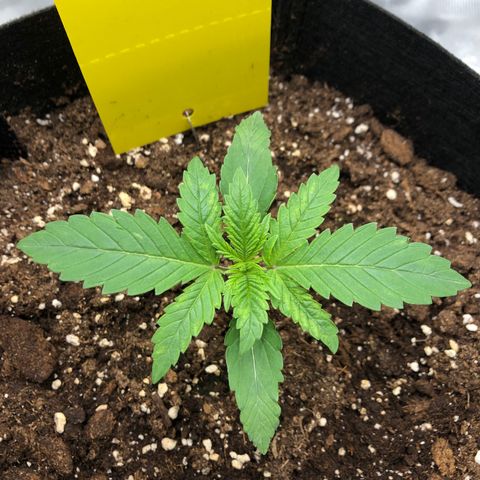 Helga growlog timeline photo