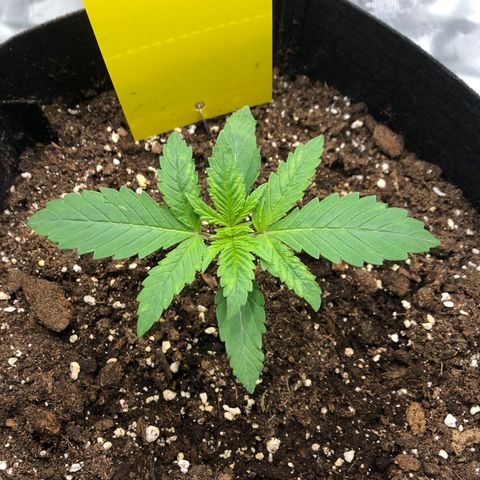 Helga growlog timeline photo