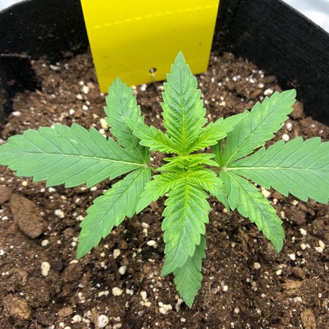 Helga growlog timeline photo