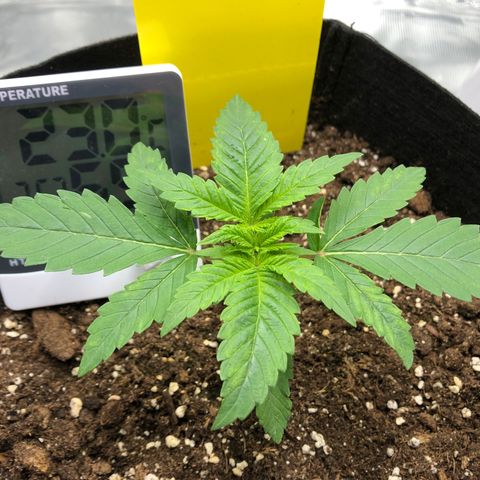 Helga growlog timeline photo