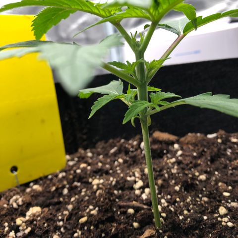 Helga growlog timeline photo