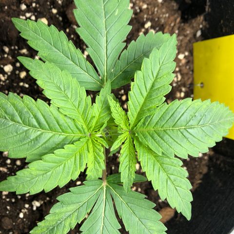 Helga growlog timeline photo
