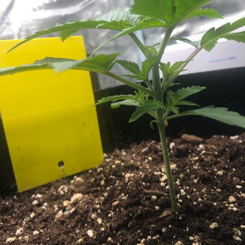 Helga growlog timeline photo