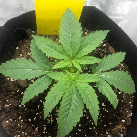 Helga growlog timeline photo