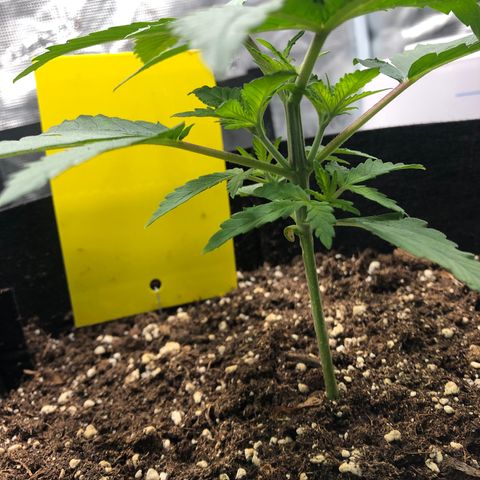 Helga growlog timeline photo